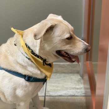 Rocklin Ranch Veterinary Hospital - I'm ready to go home now, Daddy - Veterinarians Near Me - Rocklin, California