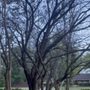 Photo of Maddox Tree Service