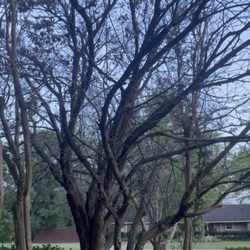 Maddox Tree Service - Before