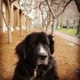Photo of Fuzzy Friends Animal Care
