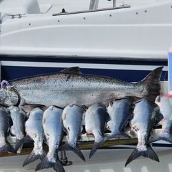 Fish Finders Private Charters - The salmon we caught with Fish Finders