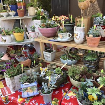 West Seattle Summer Fest - Plants on sale outside the Discovery Shop 7.13.19 - Festivals Near Me - Seattle, Washington