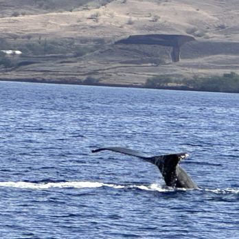 Ocean Sports - Catching humpback whales frolicking! - Snorkeling Near Me - Waikoloa, Hawaii Ocean Sports - Catching humpback whales frolicking! - Snorkeling Near Me - Waikoloa, Hawaii