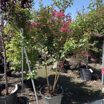 Sage Kitchen at Anderson's Virginia Beach - Crape Myrtle 30% off trees and shrubs - Sandwiches Near Me - Virginia Beach, Virginia Sage Kitchen at Anderson's Virginia Beach - Crape Myrtle 30% off trees and shrubs - Sandwiches Near Me - Virginia Beach, Virginia