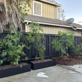Davis Bamboo Nursery - Bambusa Chungii Barbellata - Nurseries & Gardening Near Me