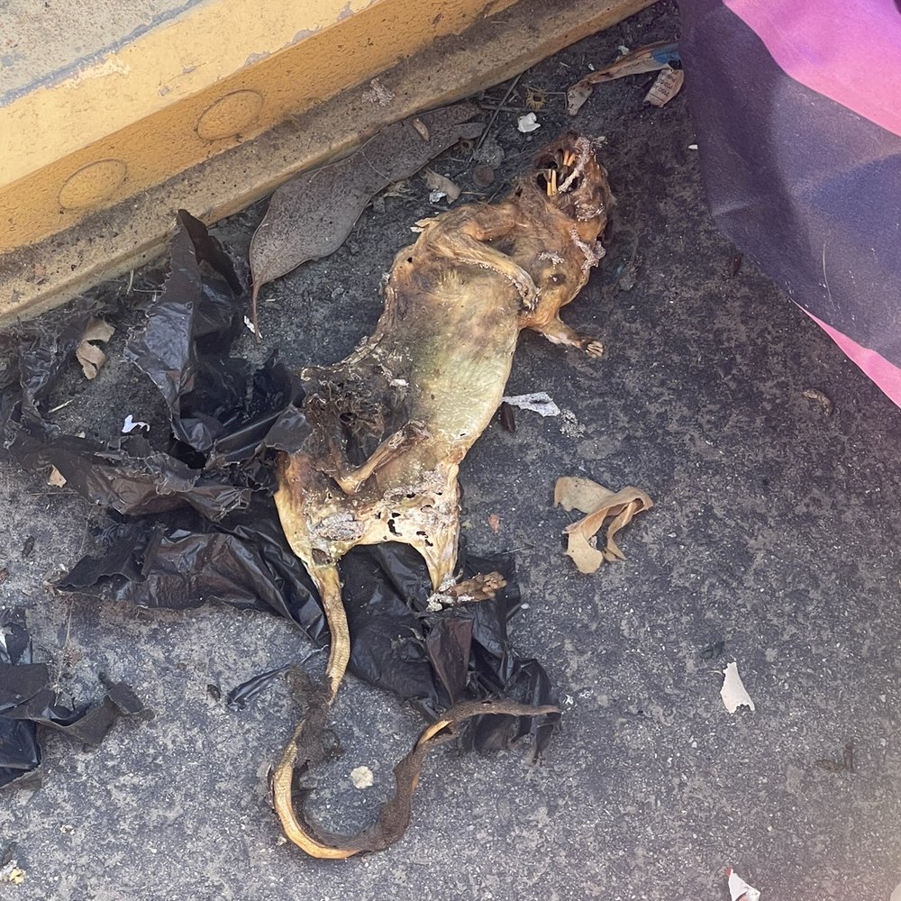 Bolsa Mini Storage - This is one of the rats I removed from the unit. - Self Storage Near Me - Westminster, California Bolsa Mini Storage - This is one of the rats I removed from the unit. - Self Storage Near Me - Westminster, California
