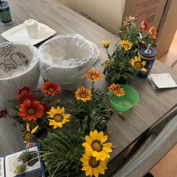 Horizon Nursery - treasure flowers. $1 each small container. $5 total. - Nurseries & Gardening Near Me - Santa Fe Springs, California