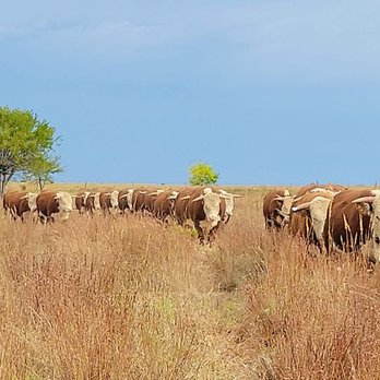 Deewall Family Herefords - Horned and Polled Hereford Bulls For Sale - - Ranches Near Me - Coldwater, Kansas Deewall Family Herefords - Horned and Polled Hereford Bulls For Sale - - Ranches Near Me - Coldwater, Kansas