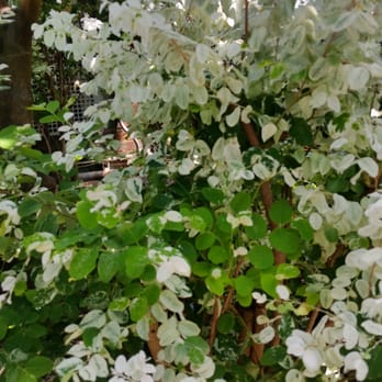 Anna Scripps Whitcomb Conservatory - Snow bush - Botanical Gardens Near Me - Detroit, Michigan Anna Scripps Whitcomb Conservatory - Snow bush - Botanical Gardens Near Me - Detroit, Michigan