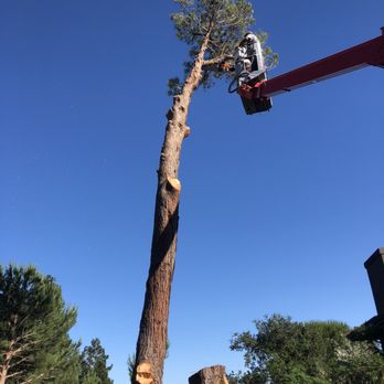 Jesus Alvarez Landscaping - a man on a cherry picker trimming a tree - Landscaping Near Me Jesus Alvarez Landscaping - a man on a cherry picker trimming a tree - Landscaping Near Me