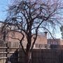 Photo of M & D's Trees