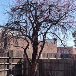 M & D's Trees - before
