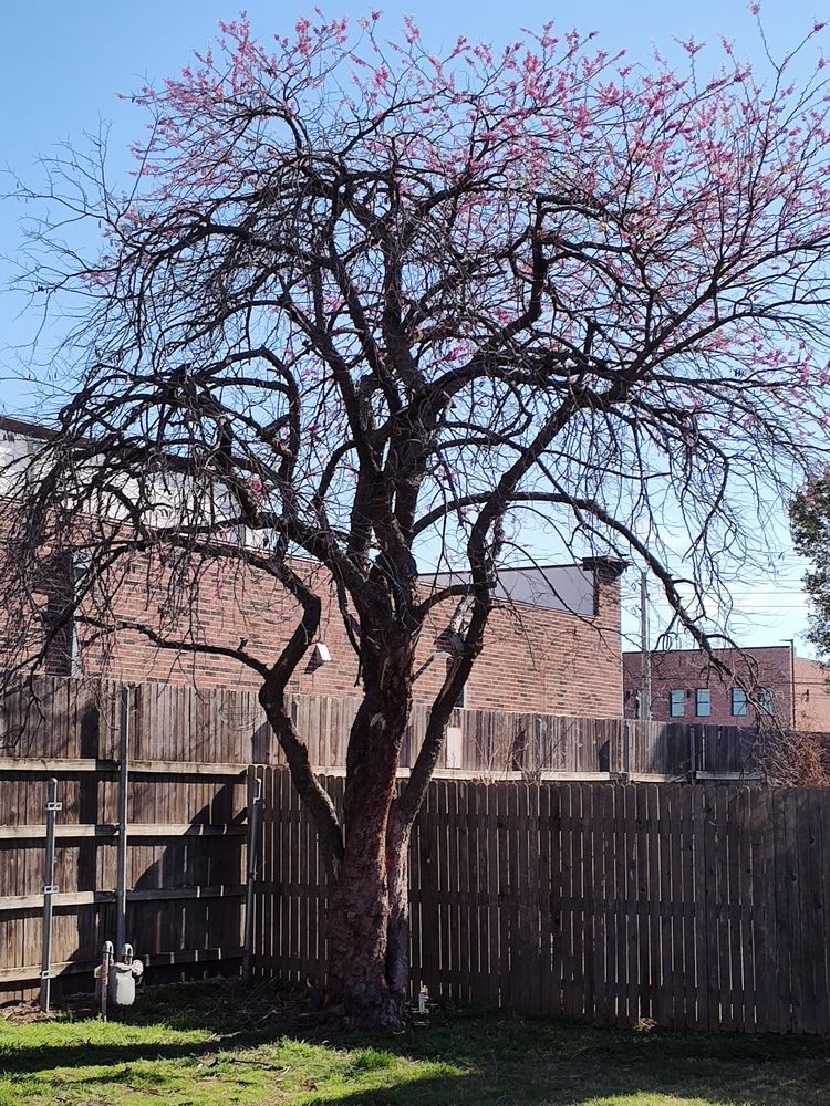 M & D's Trees - tree service in Tulsa, OK