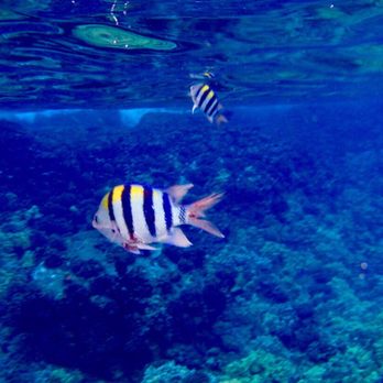 Maalaea Harbor Activities - Beautiful fish - Snorkeling Near Me - Wailuku, Hawaii Maalaea Harbor Activities - Beautiful fish - Snorkeling Near Me - Wailuku, Hawaii