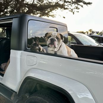 Heritage Kennel - Barnacle Bulldog in the truck bed awaiting the beach. - Pet Boarding Near Me - Santa Cruz, California Heritage Kennel - Barnacle Bulldog in the truck bed awaiting the beach. - Pet Boarding Near Me - Santa Cruz, California