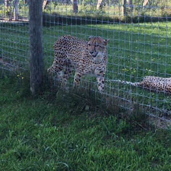 The Wilds - Cheetah :) - Parks Near Me - Cumberland, Ohio The Wilds - Cheetah :) - Parks Near Me - Cumberland, Ohio