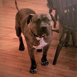 South County Pet Sitting & Walking Services - Pit Bull Mix