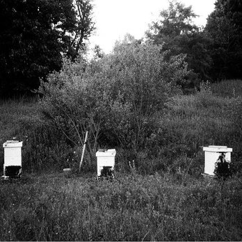 Mark's Apiary - Honey Near Me - South Glastonbury, Connecticut Mark's Apiary - Honey Near Me - South Glastonbury, Connecticut