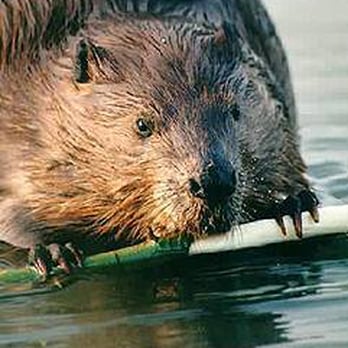 Wildlife Wranglers - Fully Insured. - Pest Control Near Me Wildlife Wranglers - Fully Insured. - Pest Control Near Me