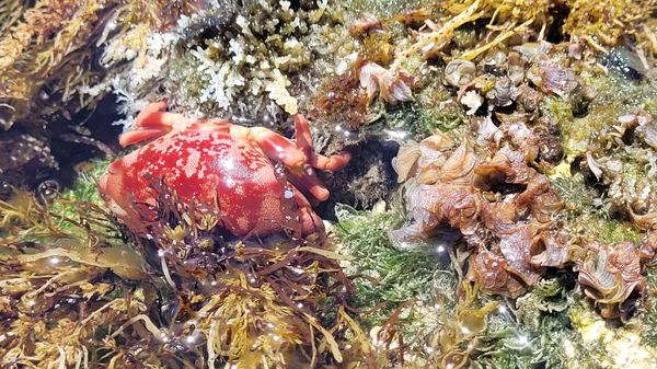 Nānākuli Beach Park by null