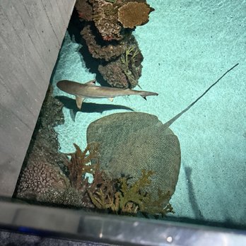 National Aquarium - Aquariums Near Me - Baltimore, Maryland National Aquarium - Aquariums Near Me - Baltimore, Maryland
