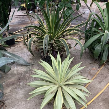Ted's Greenhouse - Nurseries & Gardening Near Me - Tinley Park, Illinois Ted's Greenhouse - Nurseries & Gardening Near Me - Tinley Park, Illinois