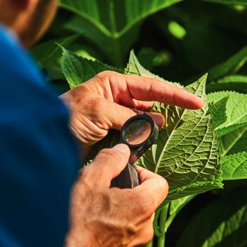 The Arbor Advisor - Tree Services Near Me - Newport, Kentucky