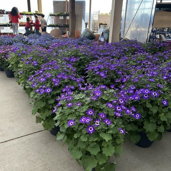 Star Nursery - Nurseries & Gardening Near Me - North Las Vegas, Nevada Star Nursery - Nurseries & Gardening Near Me - North Las Vegas, Nevada