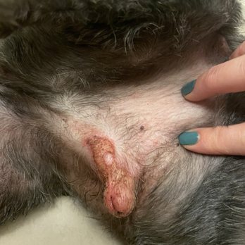 Muddy Paws - Injury from grooming - Pet Groomers Near Me