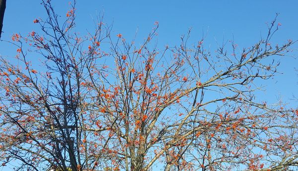 Daybreak Records by null