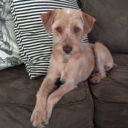 Winnie after her first grooming session at Dashing Dogs! Winnie after her first grooming session at Dashing Dogs!