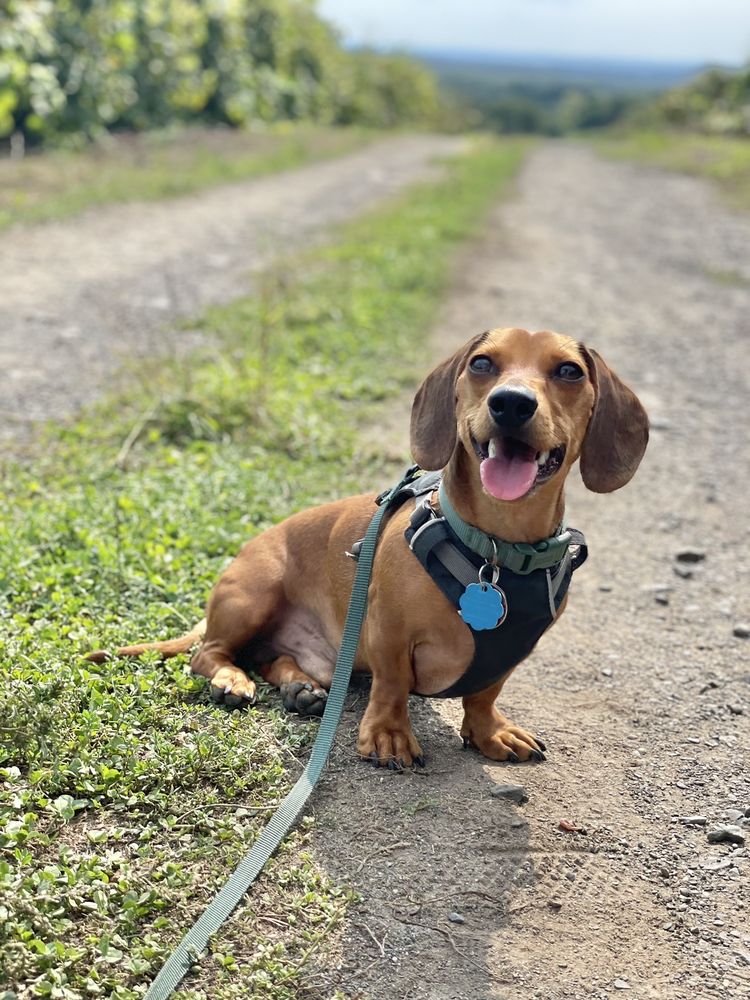 JENKINS LUEKEN ORCHARD Updated September 2024 96 Photos & 45