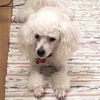 Hot Dog Grooming - Pet Groomers Near Me - Houston, Texas Hot Dog Grooming - Pet Groomers Near Me - Houston, Texas