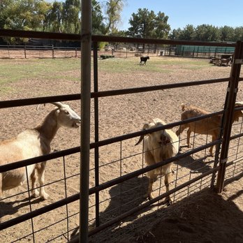 Mother Nature's Farm - Hungry goats. - Farms Near Me - Gilbert, Arizona Mother Nature's Farm - Hungry goats. - Farms Near Me - Gilbert, Arizona