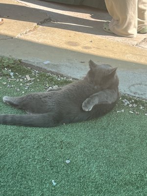 Tamales Alberto by null