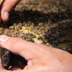Champlain Valley Apiaries
