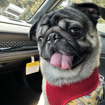 Sam’s Dog Grooming - Pet Groomers Near Me - Tujunga, California