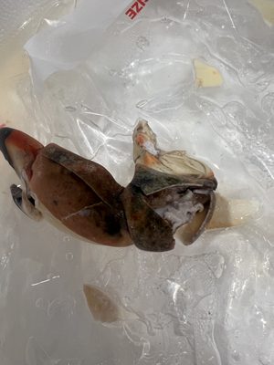 George Stone Crab by null