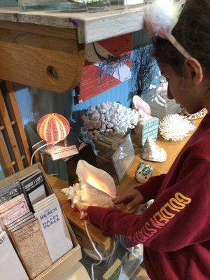 The Blue Mussel by null