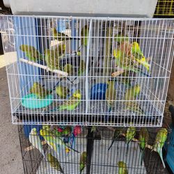 Birds...