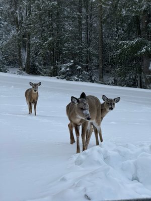 Blackwater Falls by null