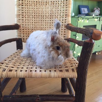 Your Basic Bird - Pet Stores Near Me - Berkeley, California