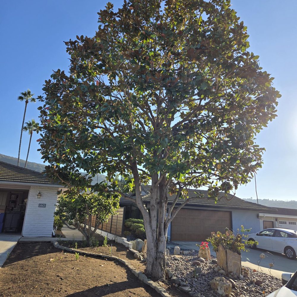 Tree Barber Enterprises - Magnolia tree thinned and trimmed. - Tree Services Near Me - Escondido, California Tree Barber Enterprises - Magnolia tree thinned and trimmed. - Tree Services Near Me - Escondido, California