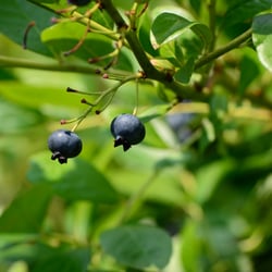 Canter-Berry Farms