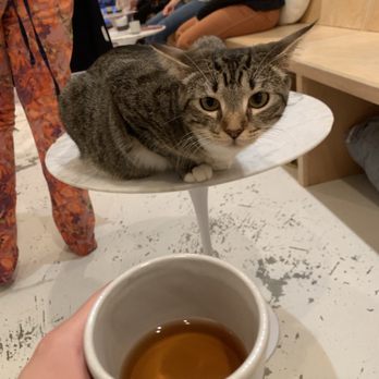 KitTea - Pet Adoption Near Me - San Francisco, California