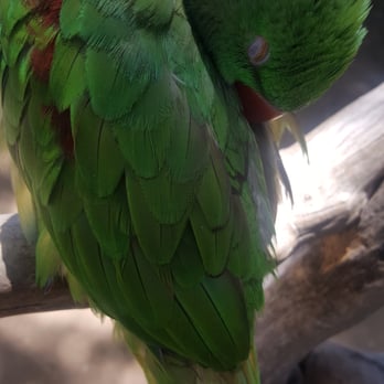 Free Flight - Sleepy bird - Animal Shelters Near Me - Del Mar, California Free Flight - Sleepy bird - Animal Shelters Near Me - Del Mar, California