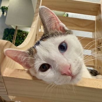 Kona Kat Cafe - Pet Adoption Near Me - Kailua-Kona, Hawaii