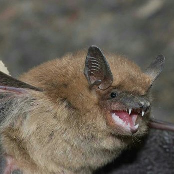 Delaware County Animal Control - It's bat season if you have a bat coming  610-522-1113 www.DelawareCountyAnimal.com  Same day - Wildlife Control Near Me - Darby, Pennsylvania
