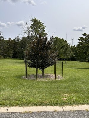 Cylburn Arboretum by null