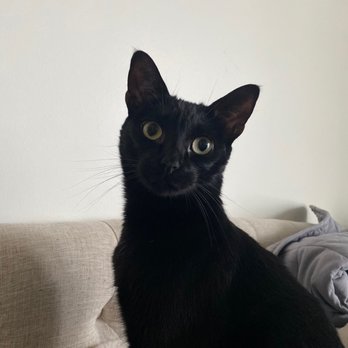 Tabby Manor - Ross - Pet Sitting Near Me Tabby Manor - Ross - Pet Sitting Near Me